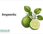 Bergamotka