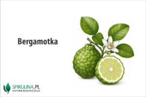 Bergamotka