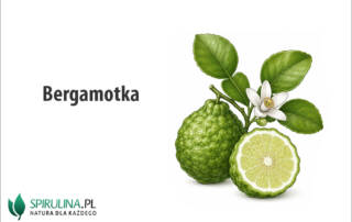 Bergamotka