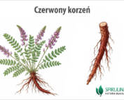 Czerwony korzeń