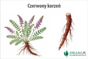 Czerwony korzeń