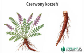 Czerwony korzeń