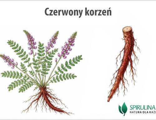 Czerwony korzeń