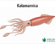Kałamarnica