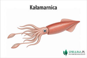Kałamarnica
