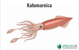 Kałamarnica