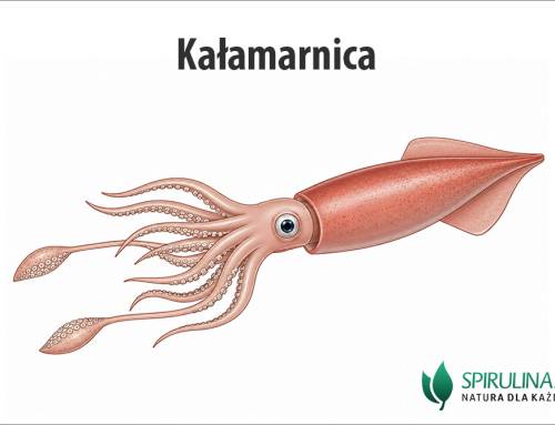 Kałamarnica