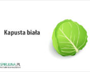 Kapusta biała