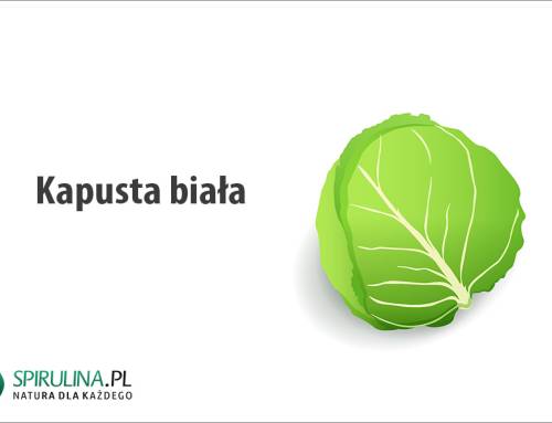 Kapusta biała