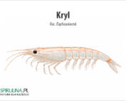 Kryl