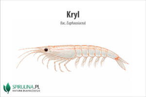 Kryl