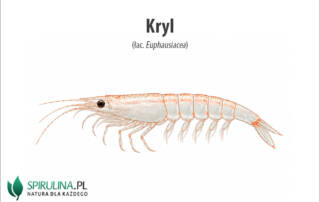 Kryl