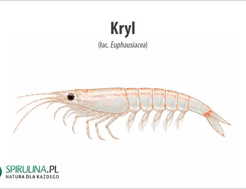 Kryl