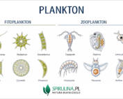 Plankton