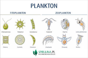 Plankton