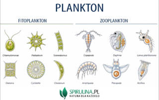 Plankton