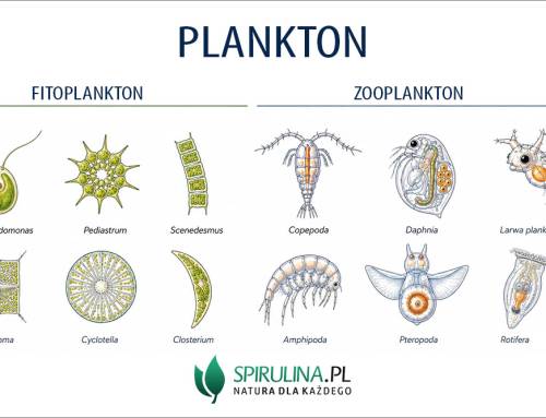 Plankton