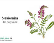 Siekiernica