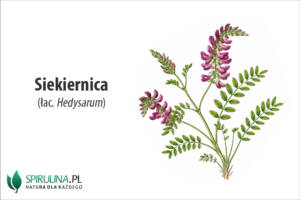 Siekiernica