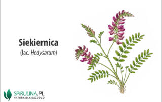 Siekiernica