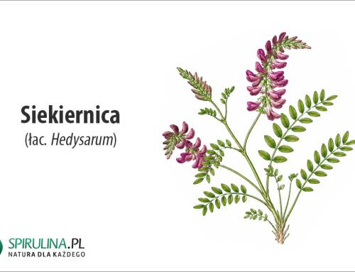 Siekiernica