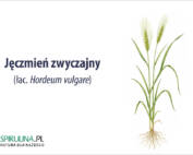 Jęczmień