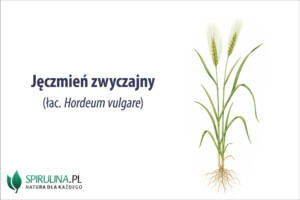 Jęczmień