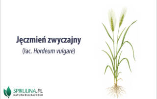 Jęczmień