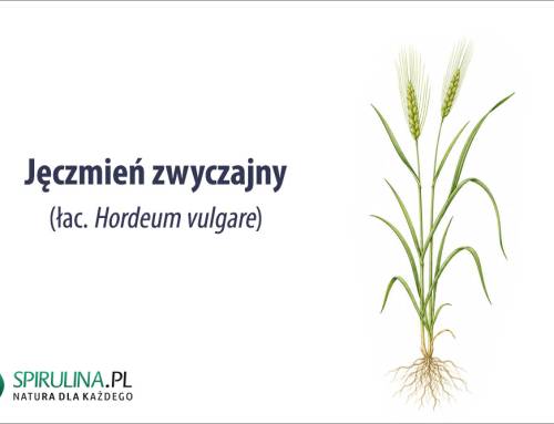 Jęczmień