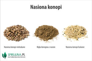 Nasiona konopi