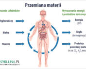 Przemiana materii