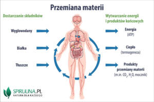 Przemiana materii