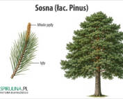 Sosna