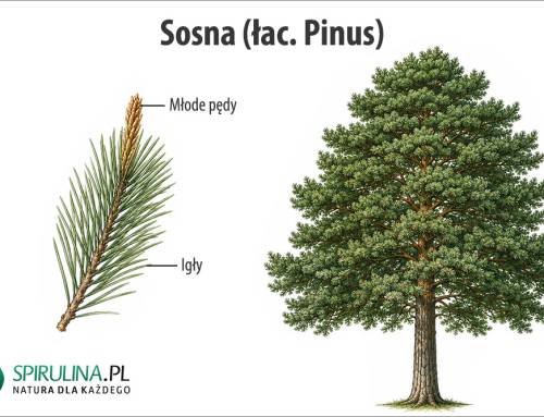 Sosna