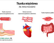 Tkanka mięśniowa