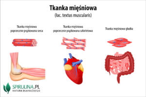Tkanka mięśniowa
