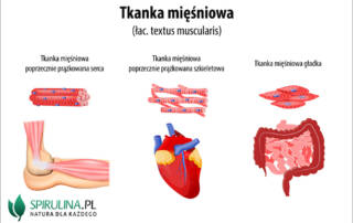 Tkanka mięśniowa