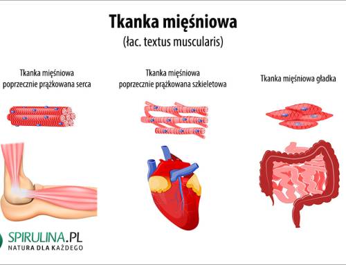 Tkanka mięśniowa