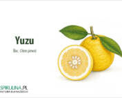 Yuzu