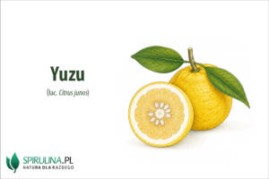 Yuzu