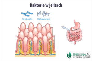 Bakterie w jelitach
