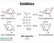 Galaktoza