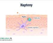 Hapteny