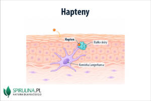 Hapteny