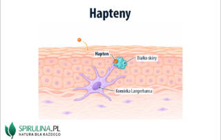 Hapteny
