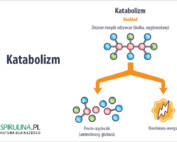 Katabolizm