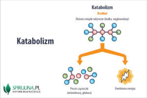 Katabolizm