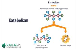 Katabolizm