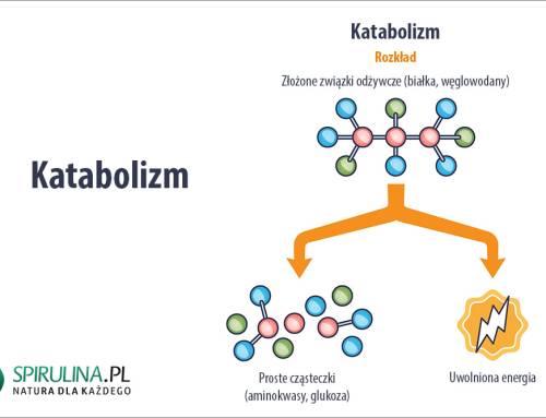 Katabolizm