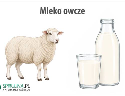 Mleko owcze